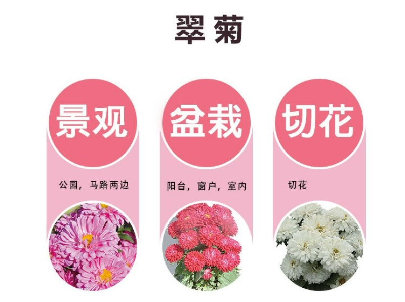 翠菊种子大花重瓣切花菊花混色四季播种阳台庭院花海打造