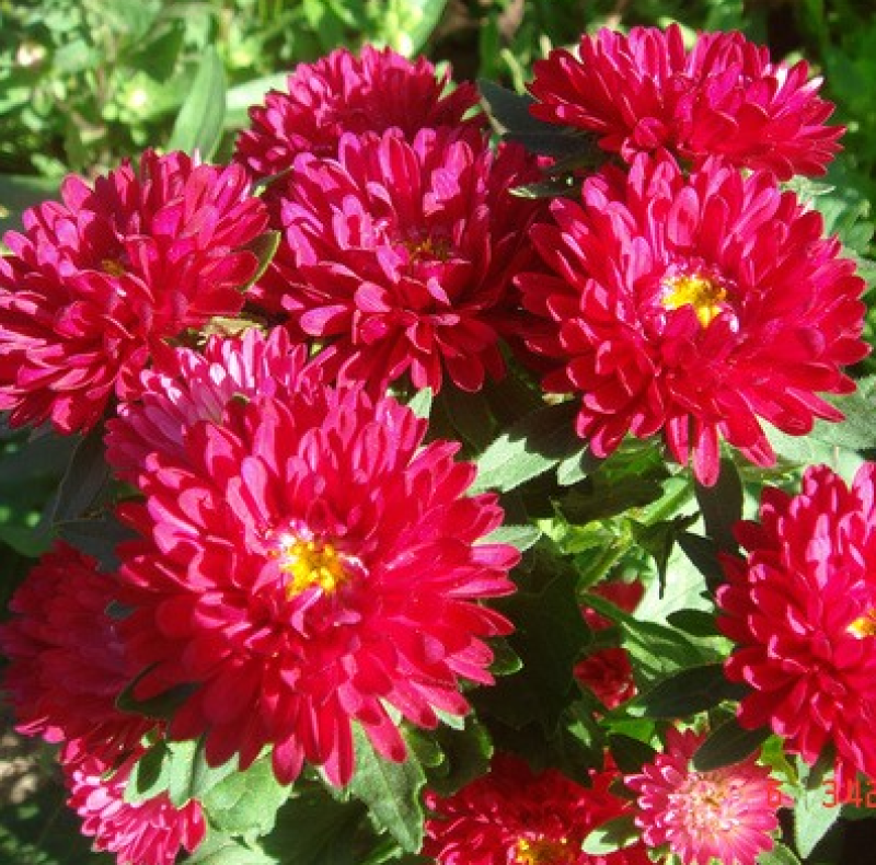 翠菊种子大花重瓣切花菊花混色四季播种阳台庭院花海打造