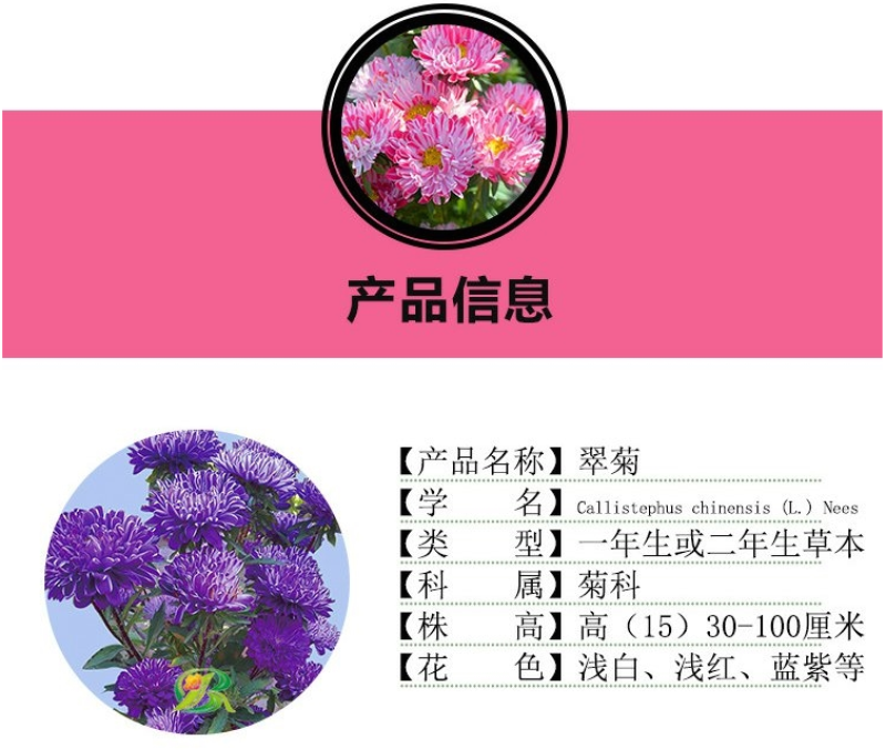 翠菊种子大花重瓣切花菊花混色四季播种阳台庭院花海打造