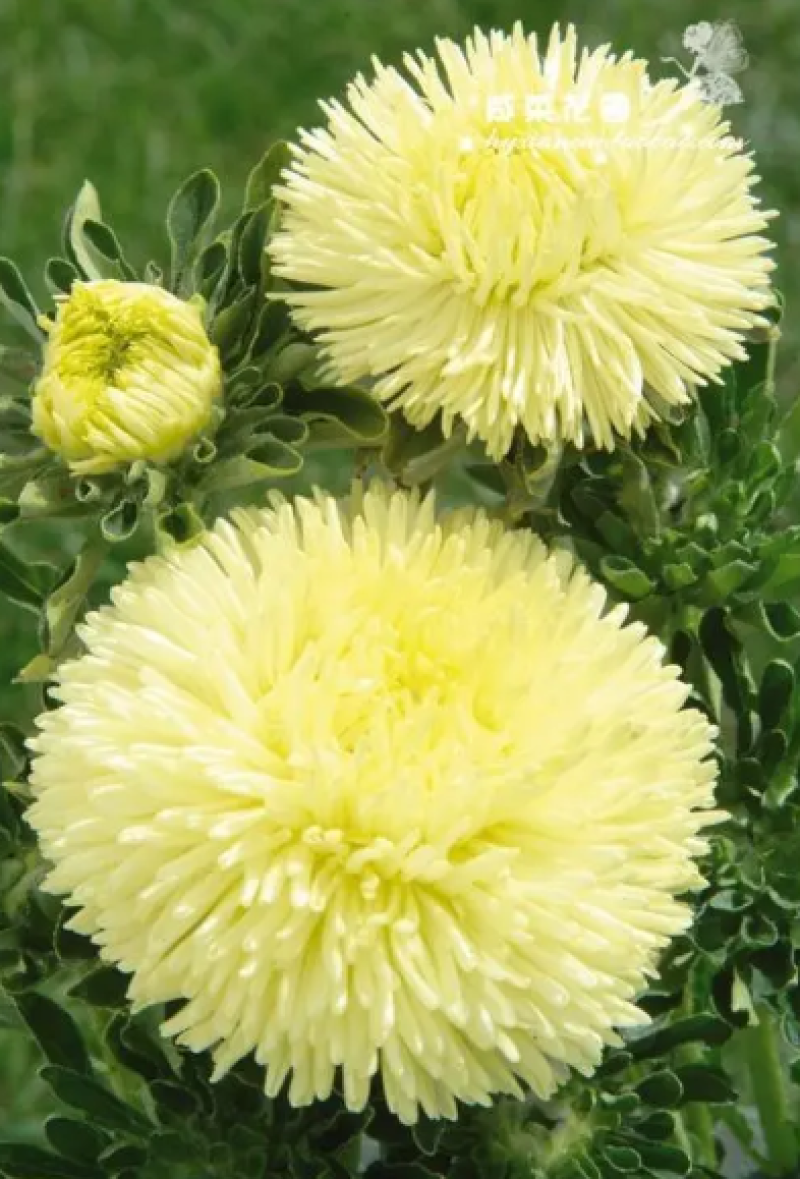翠菊种子大花重瓣切花菊花混色四季播种阳台庭院花海打造
