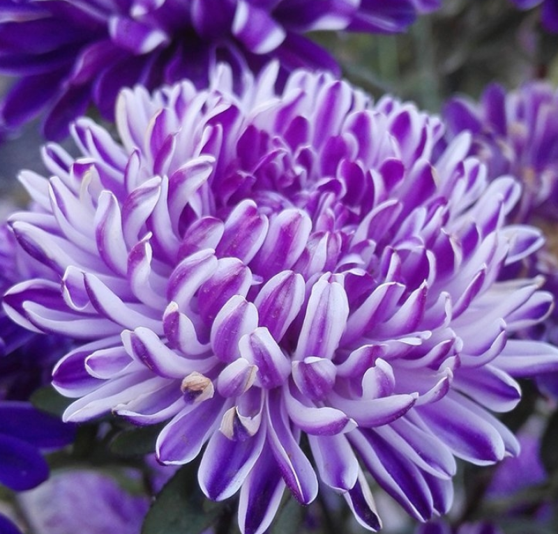 翠菊种子大花重瓣切花菊花混色四季播种阳台庭院花海打造