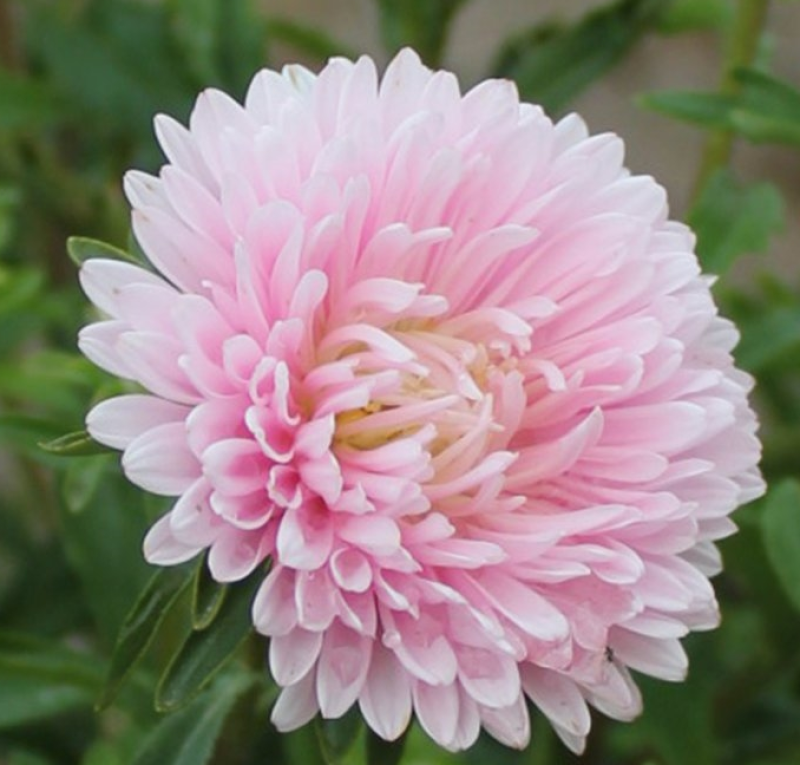 翠菊种子大花重瓣切花菊花混色四季播种阳台庭院花海打造