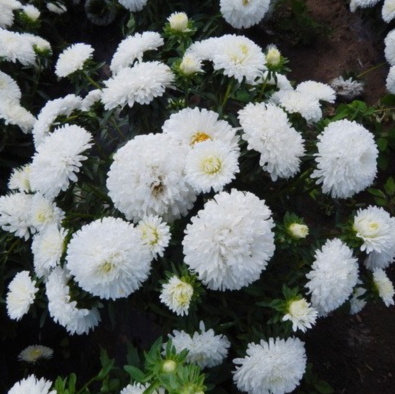 翠菊种子大花重瓣切花菊花混色四季播种阳台庭院花海打造