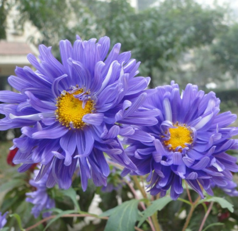 翠菊种子大花重瓣切花菊花混色四季播种阳台庭院花海打造