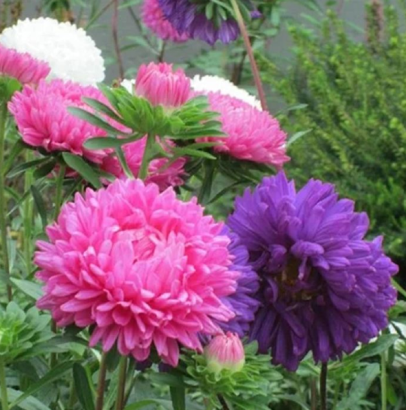 翠菊种子大花重瓣切花菊花混色四季播种阳台庭院花海打造