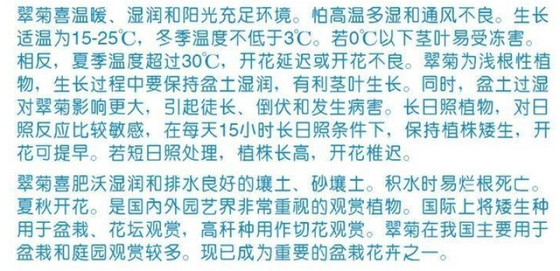 翠菊种子大花重瓣切花菊花混色四季播种阳台庭院花海打造
