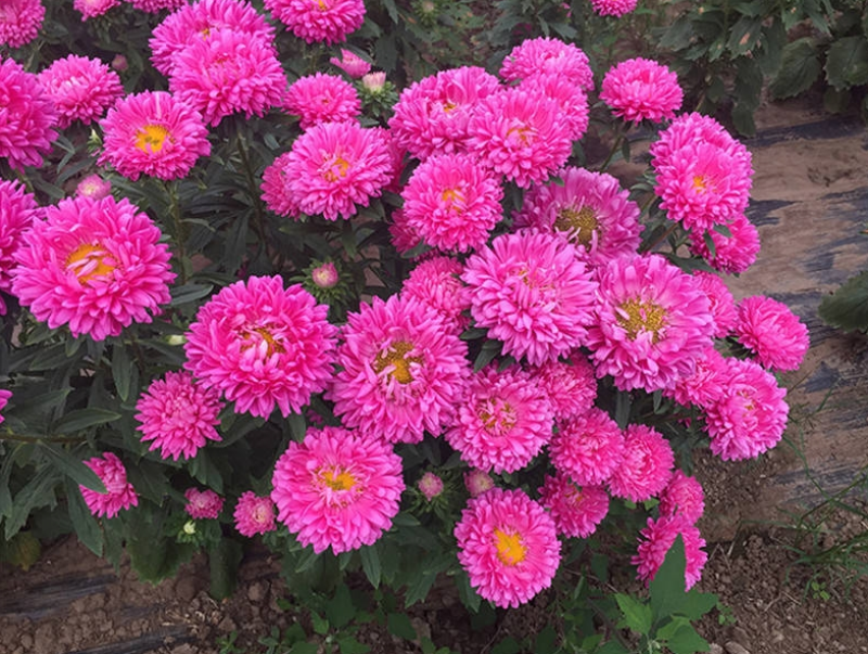 翠菊种子大花重瓣切花菊花混色四季播种阳台庭院花海打造
