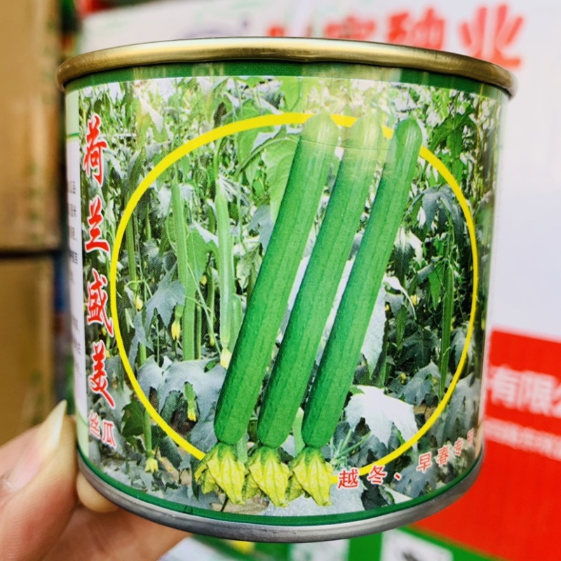 荷兰盛美丝瓜种子特长香丝瓜种子瓜色翠绿香味浓叶片小