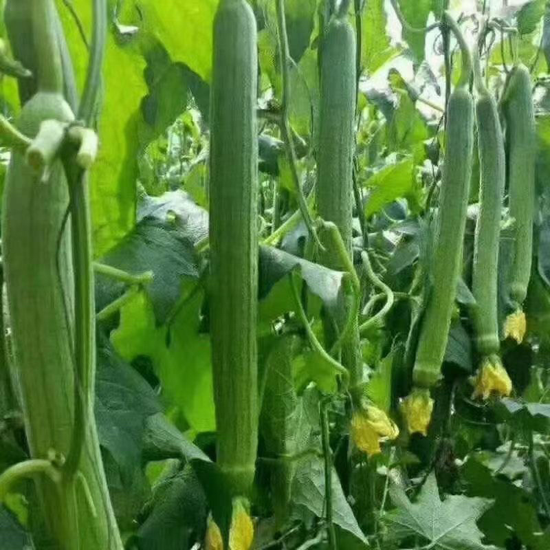 荷兰盛美丝瓜种子特长香丝瓜种子瓜色翠绿香味浓叶片小