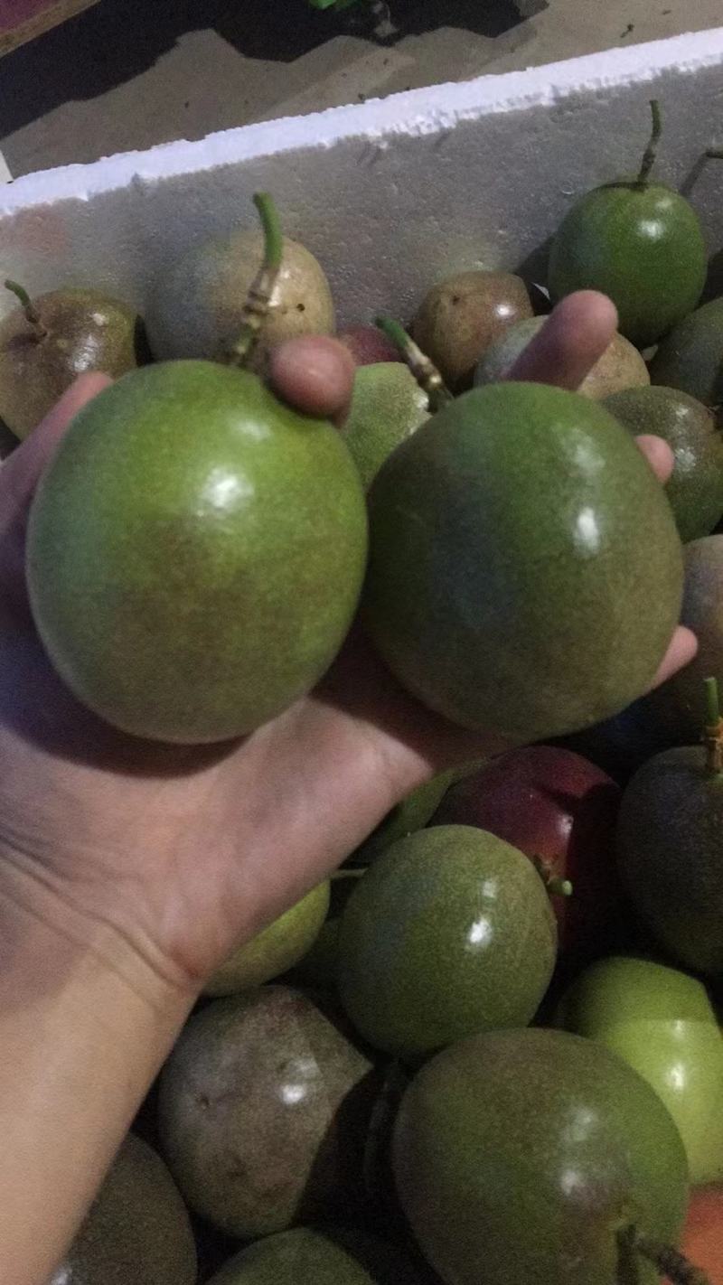 精品百香果一年四季供应（奶茶店专用）个电商一件代发