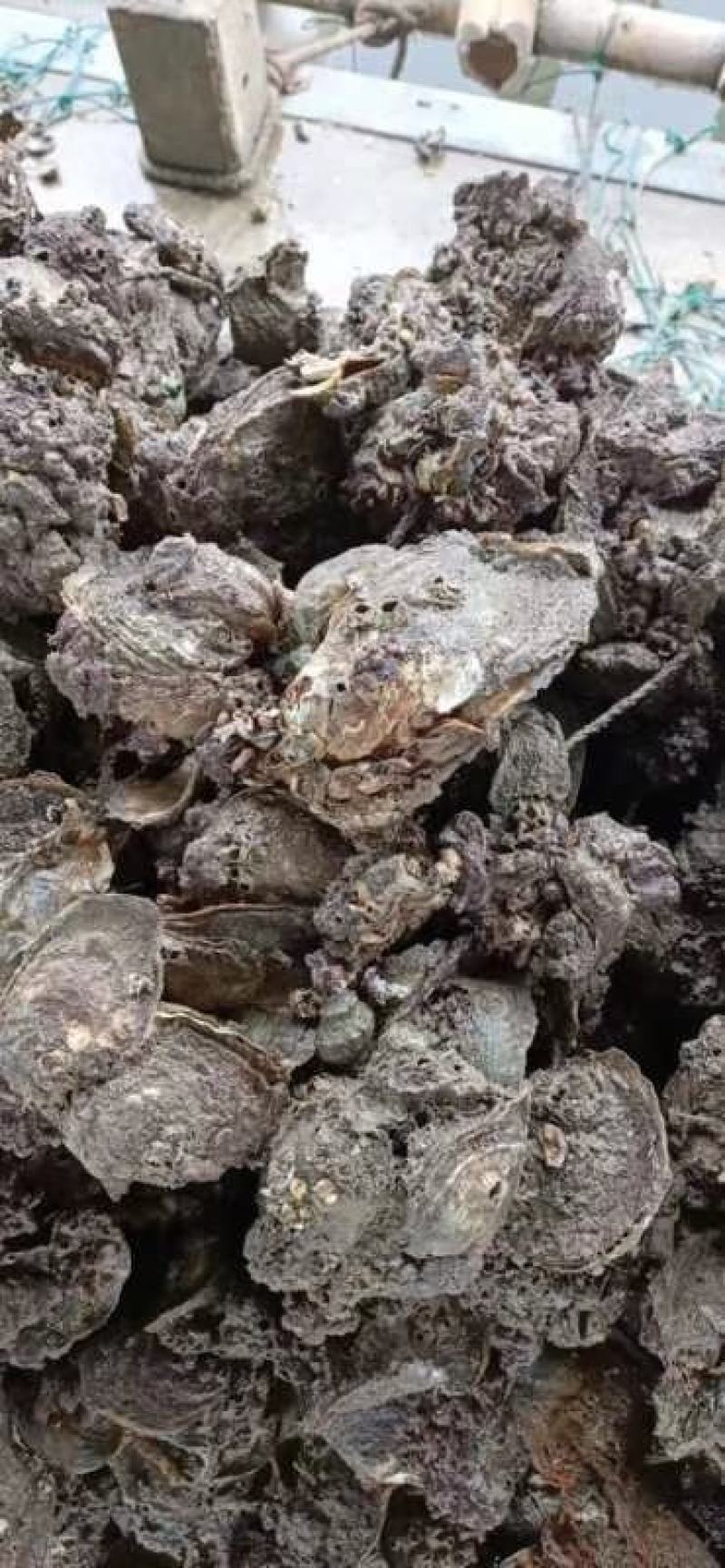 马友鱼片、肉多刺少老少皆宜湛江特产海鱼天然鱼虾冻品