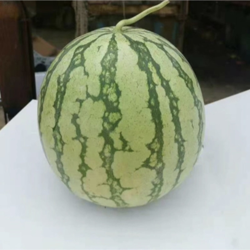 各种嫁接西瓜苗直播/嫁接8424美都甜王2k