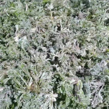 茵陈，白蒿野菜蒸菜产地直发量大从优