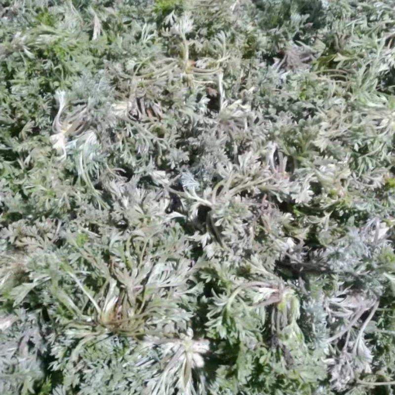 茵陈，白蒿野菜蒸菜产地直发量大从优