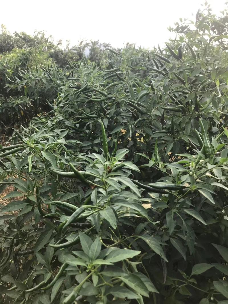 青米椒艳红小米椒青果米椒海南米椒大量上市中青小辣椒