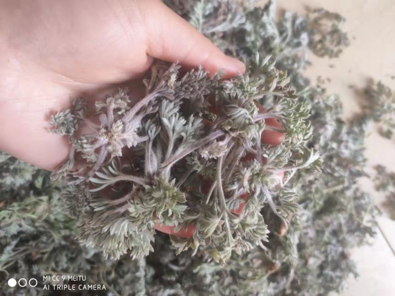 茵陈，白蒿野菜蒸菜产地直发量大从优