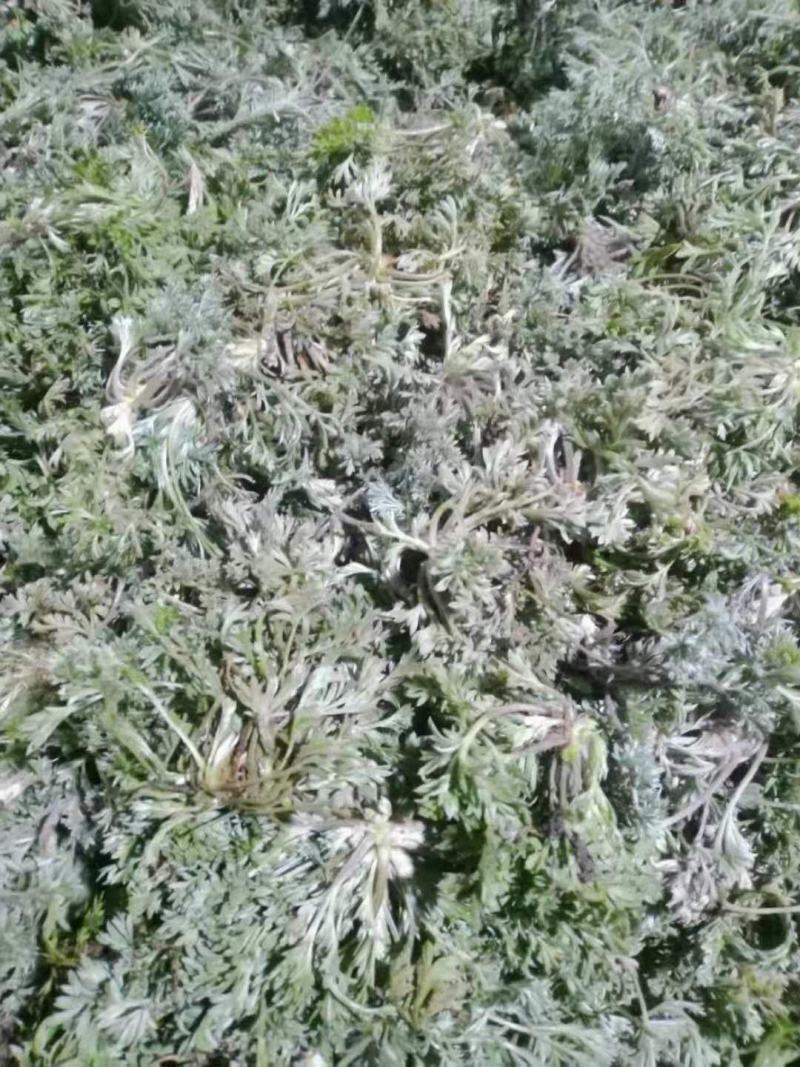 茵陈，白蒿野菜蒸菜产地直发量大从优