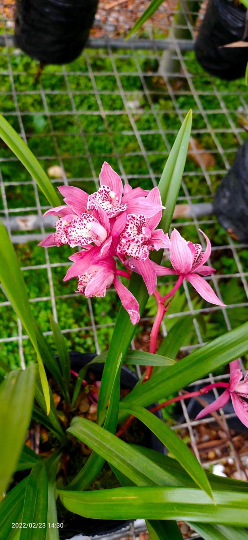 兰花养兰台北小姐浓香花卉批发1组5苗连体