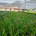兰花养兰台北小姐浓香花卉批发1组5苗连体
