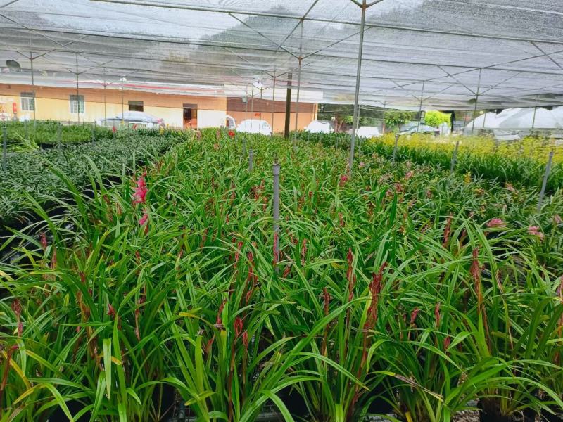 兰花养兰台北小姐浓香花卉批发1组5苗连体