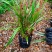 兰花养兰台北小姐浓香花卉批发1组5苗连体