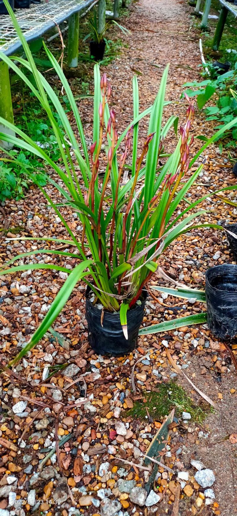 兰花养兰台北小姐浓香花卉批发1组5苗连体