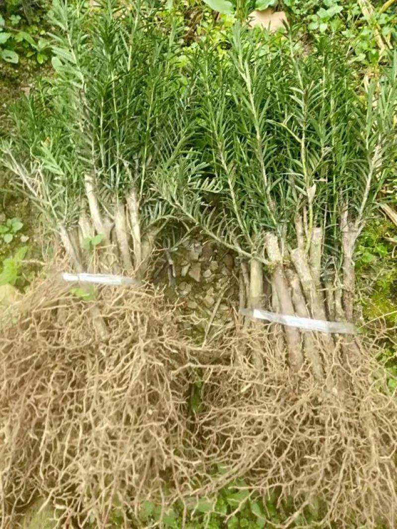 正宗曼地亚红豆杉苗两年优质扦插苗基地直发一手货源质量保障