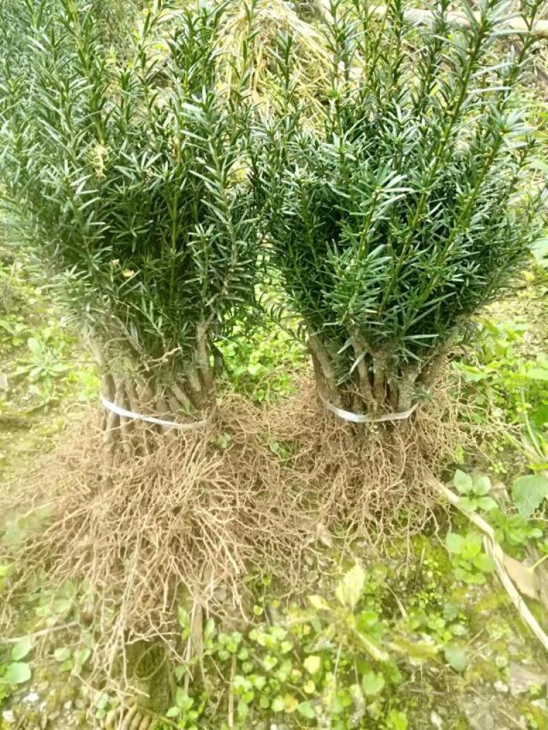 正宗曼地亚红豆杉苗两年优质扦插苗基地直发一手货源质量保障