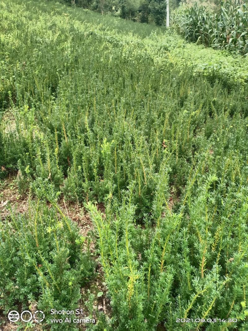 正宗曼地亚红豆杉苗两年优质扦插苗基地直发一手货源质量保障
