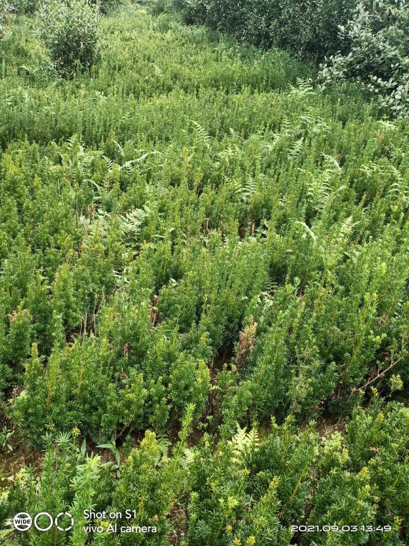 正宗曼地亚红豆杉苗两年优质扦插苗基地直发一手货源质量保障