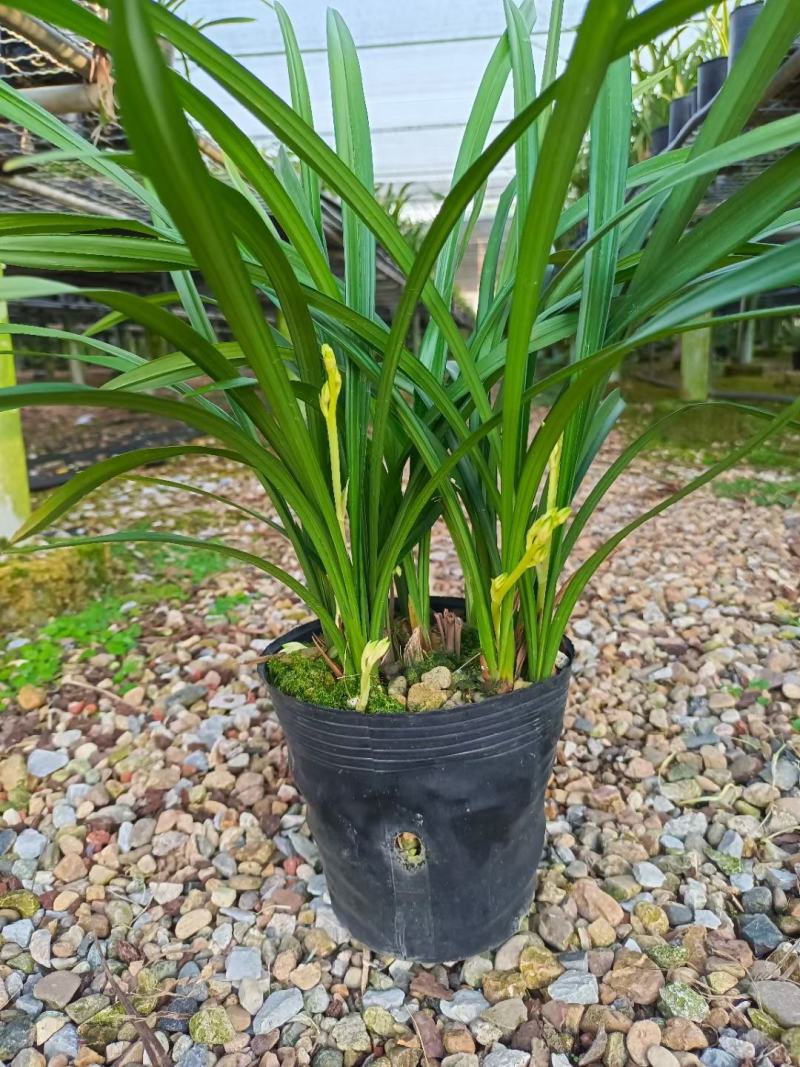 兰花建兰青山玉泉浓香花卉一盆5苗欢迎批发