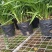兰花建兰青山玉泉浓香花卉一盆5苗欢迎批发