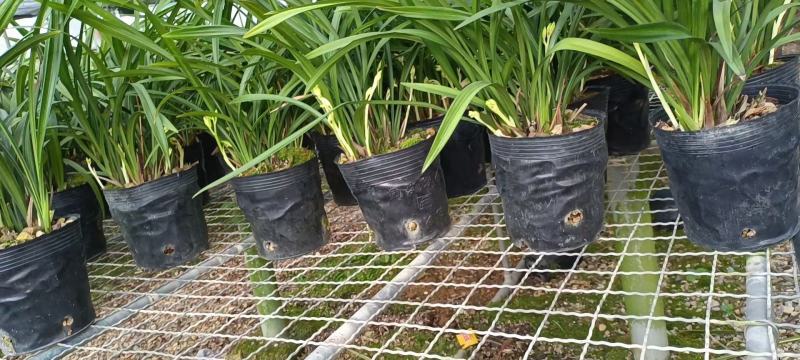 兰花建兰青山玉泉浓香花卉一盆5苗欢迎批发