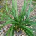 兰花建兰青山玉泉浓香花卉一盆5苗欢迎批发