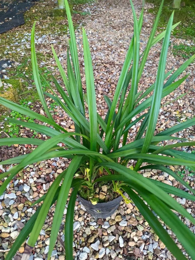 兰花建兰青山玉泉浓香花卉一盆5苗欢迎批发