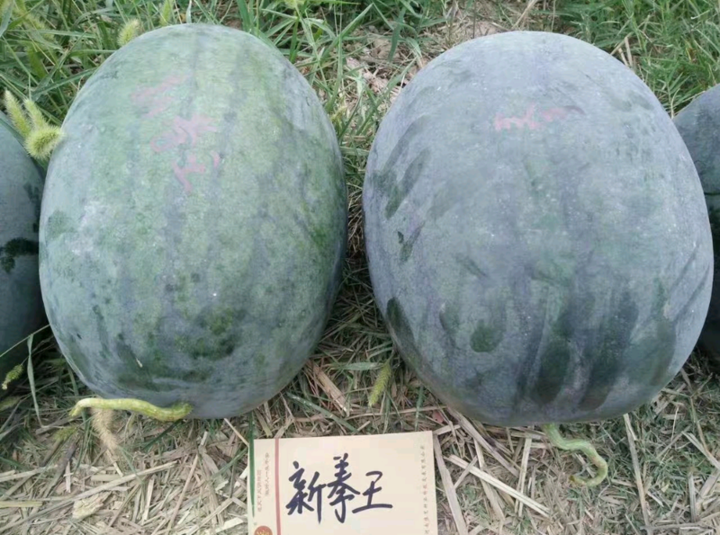 豫艺新拳王西瓜种子黑皮品种抗重茬抗病产量高大果
