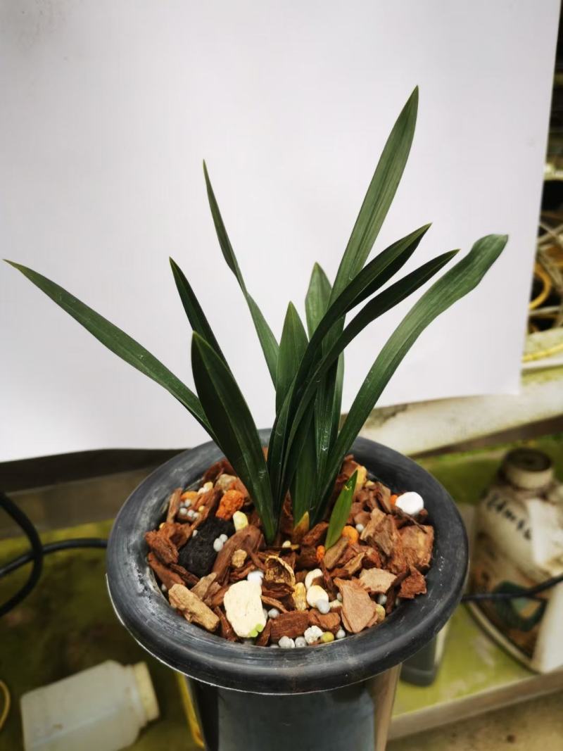 兰花春兰矮种袖珍花卉一盆2苗连体欢迎批发
