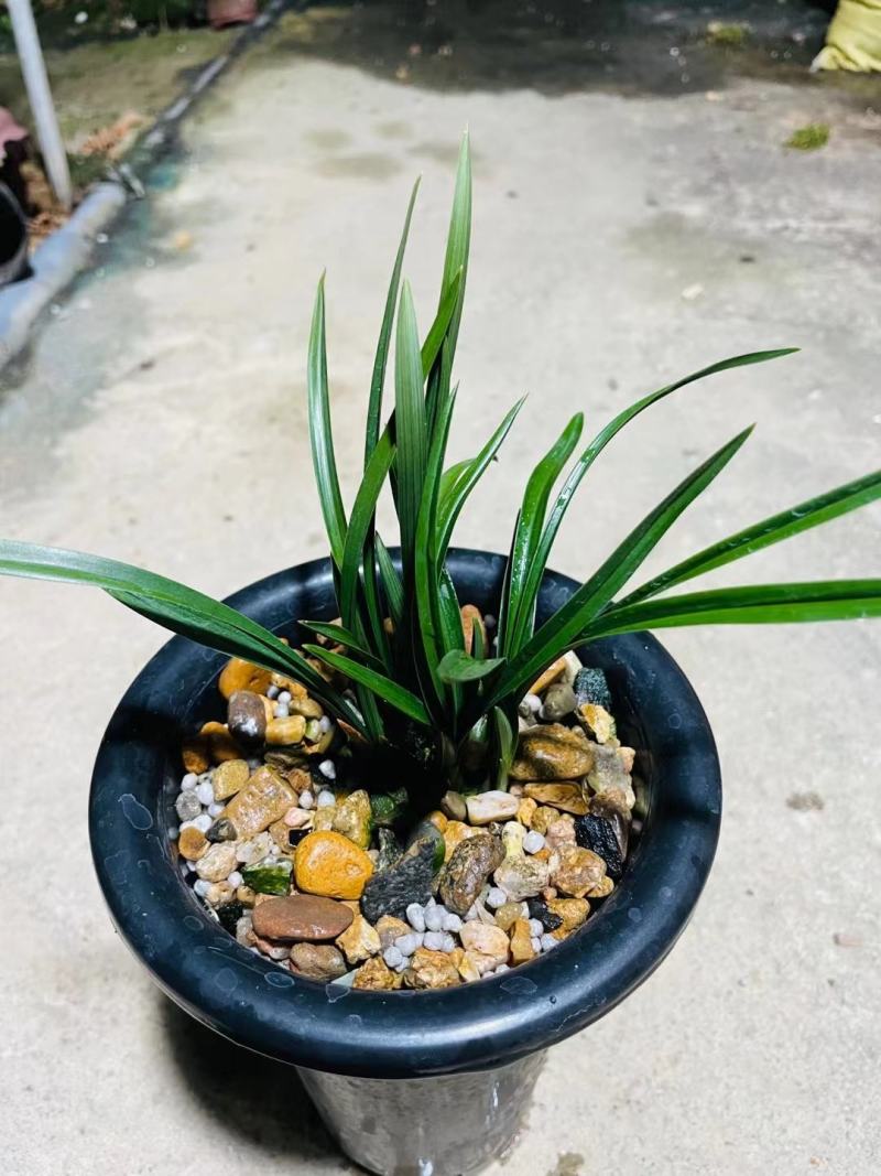 兰花春兰矮种袖珍花卉一盆2苗连体欢迎批发