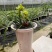 兰花春兰余蝴蝶老八种浓香奇花一盆5苗批发