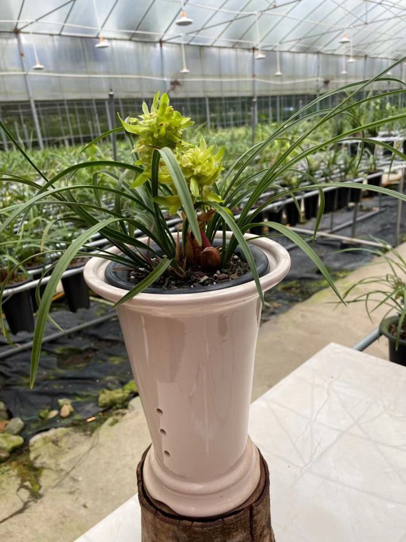 兰花春兰余蝴蝶老八种浓香奇花一盆5苗批发