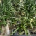 兰花春兰余蝴蝶老八种浓香奇花一盆5苗批发