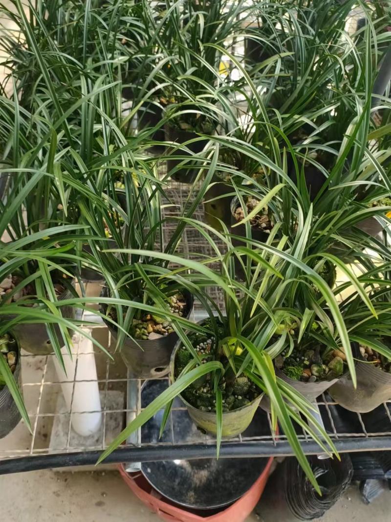 兰花春兰余蝴蝶老八种浓香奇花一盆5苗批发