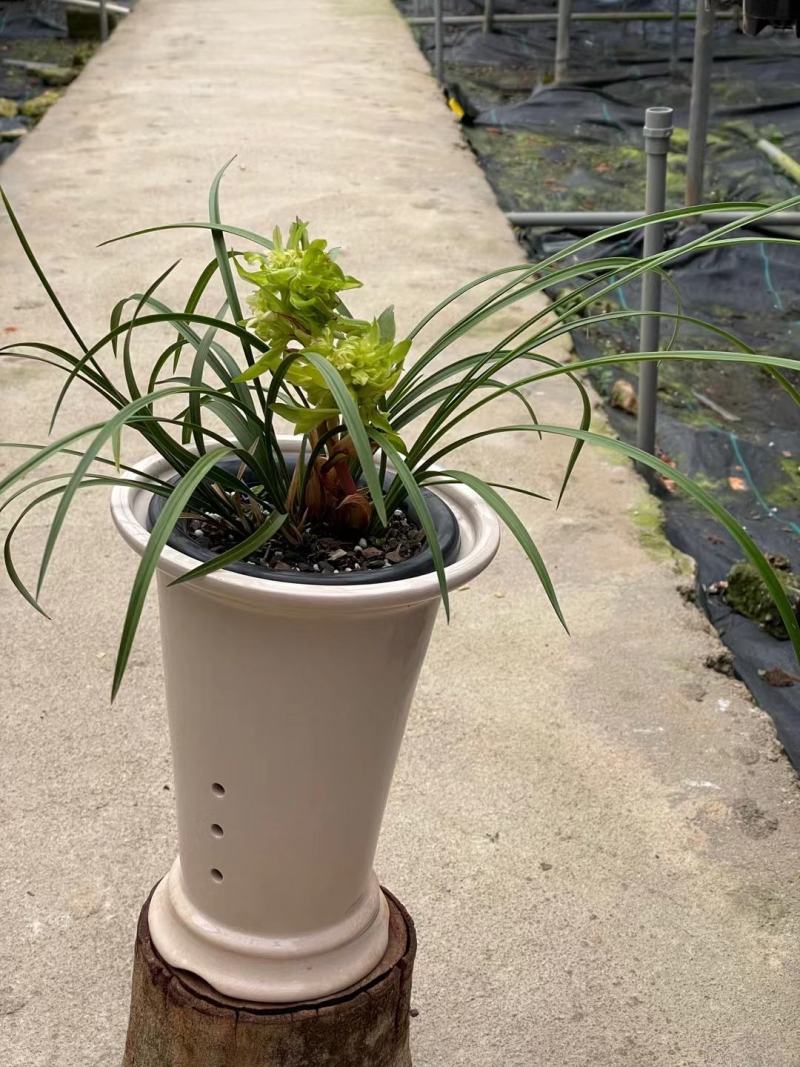 兰花春兰余蝴蝶老八种浓香奇花一盆5苗批发