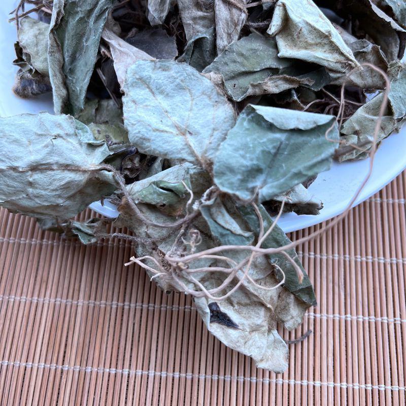 反背红红筋草兔耳凤中药材大肺筋草薄片变豆菜肺经草