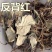反背红红筋草兔耳凤中药材大肺筋草薄片变豆菜肺经草