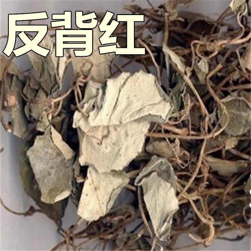 反背红红筋草兔耳凤中药材大肺筋草薄片变豆菜肺经草