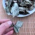 反背红红筋草兔耳凤中药材大肺筋草薄片变豆菜肺经草