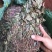 反背红红筋草兔耳凤中药材大肺筋草薄片变豆菜肺经草