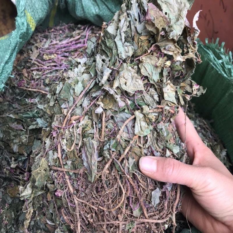 反背红红筋草兔耳凤中药材大肺筋草薄片变豆菜肺经草
