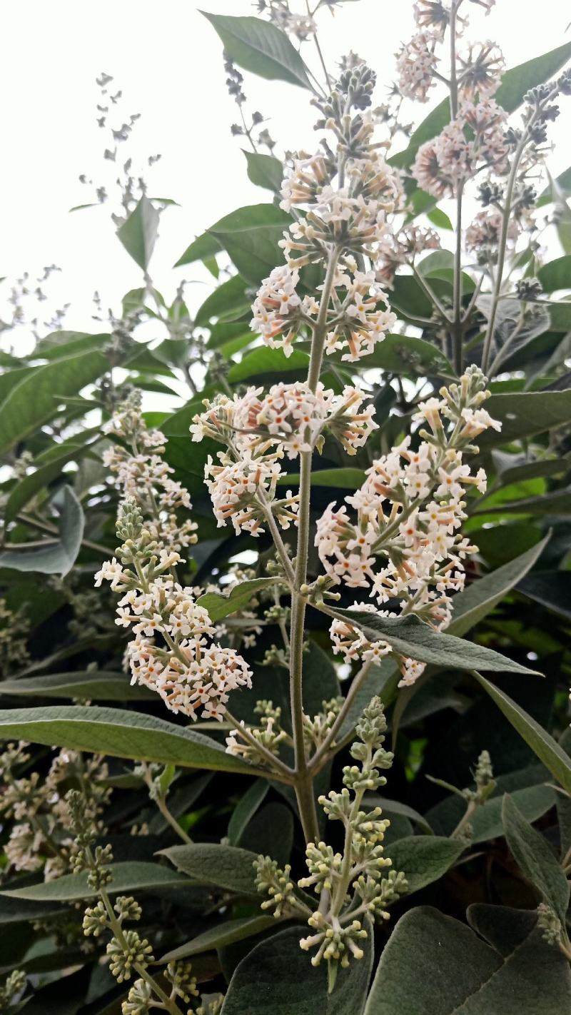 密蒙花，贵州野生密蒙花，染色花，2022年新品